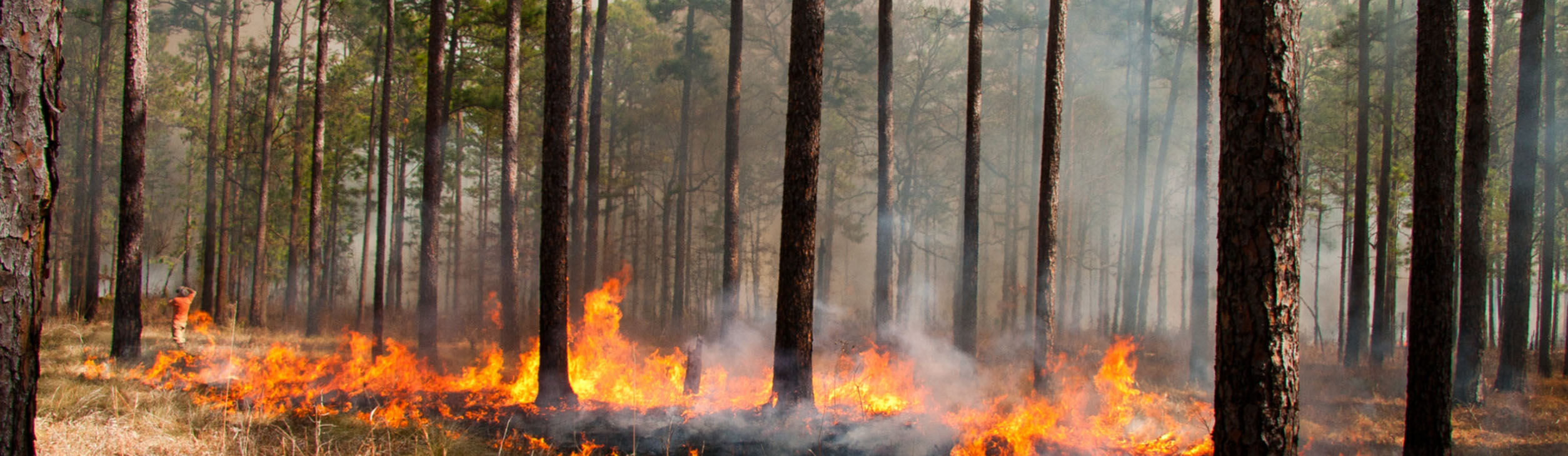 Tree's on fire in a forest (wildfire) with smoke in the sky
