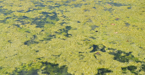 Green algae bloom covering the surface of a body of water